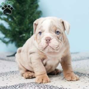 DANNY, English Bulldog Puppy